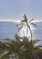 Vue sur l'océan à travers les palmiers