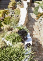 Succulentes poussant sur un mur de pierre dans un jardin exotique