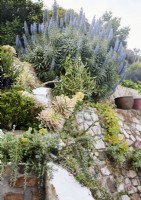 Plantes succulentes poussant sur un mur de pierre dans un jardin de campagne