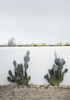 Cactus contre un mur blanc dans un jardin de campagne