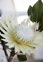 Détail de fleur vert pâle et blanc