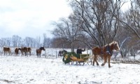 Aperçu du traîneau et des chevaux dans la neige le jour de Noël