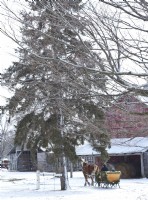 Balade en traîneau de Noël dans la neige avec grange en arrière-plan
