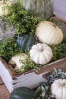 Petites courges et verdure sont réunies dans une vieille caisse en bois pour un centre de table festif sur la table basse du salon.