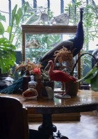 Affichage des oiseaux de taxidermie et des crânes d'animaux sur une table antique