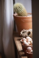 Cactus en pot, nids d'oiseaux et œufs de ferme sur le rebord de la fenêtre