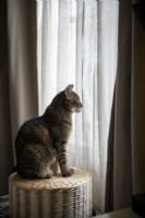 Chat assis sur un panier regardant par la fenêtre à travers des rideaux en lin
