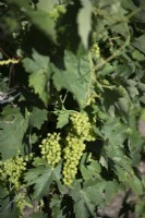 Détail de la vigne avec de jeunes raisins en développement