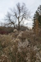 Jardin de campagne avec arbres et arbustes en hiver