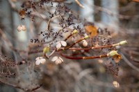 Détail d'arbuste avec bourgeons sur tiges en hiver