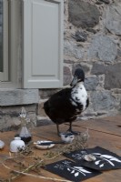 Canard noir et blanc sur table en bois à l'extérieur de la maison de campagne