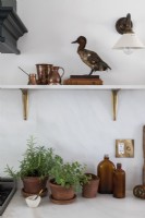 Canard taxidermie sur étagère dans la cuisine 