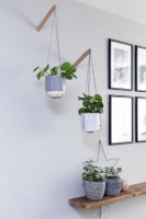 Plantes en pot suspendues dans un salon monochrome 