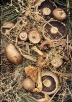 Détail de champignons fourragers et de pommes de pin 