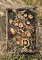 Plateau en bois de champignons et pommes de pin 